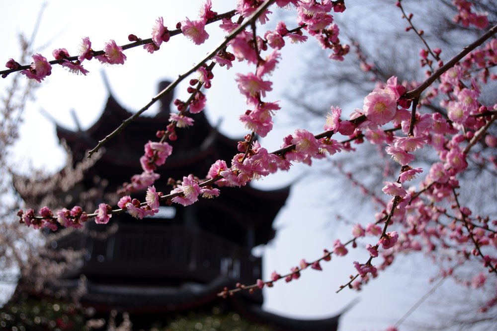 🌸 요시노 매화 공원 (요시노바이고 우메노코엔)